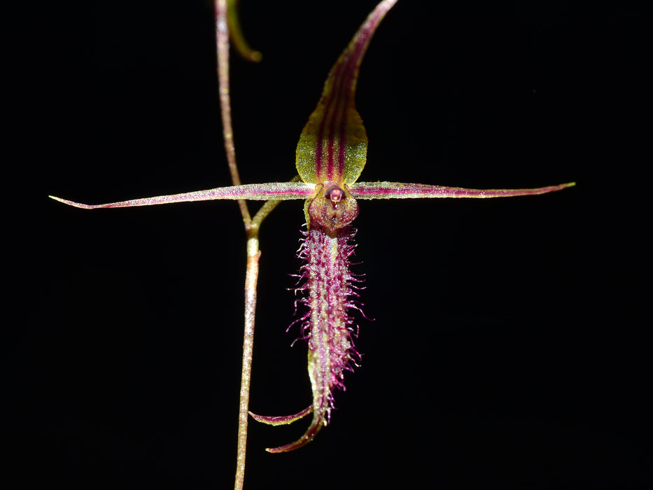 Andinia schizopogon