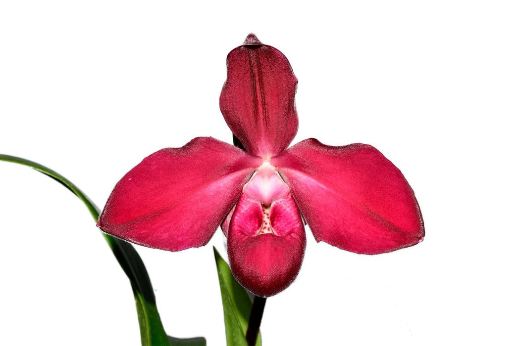 Phragmipedium Pepe Portilla