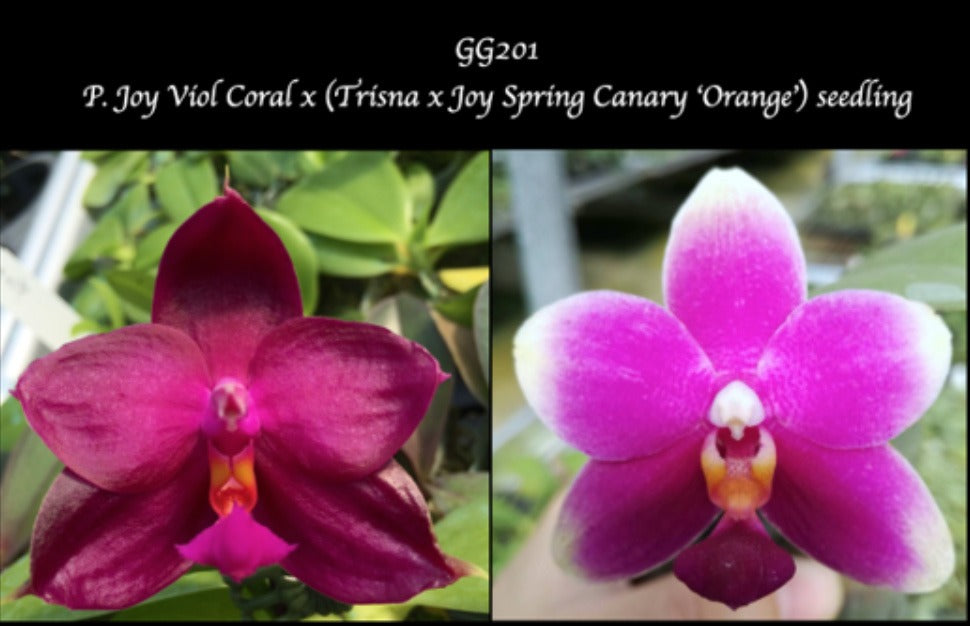 Phalaenopsis Joy Viol Coral x (Trisna x Joy Spring Canary 'Orange')