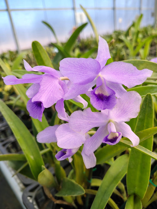 Cattleya bowringiana coerulea