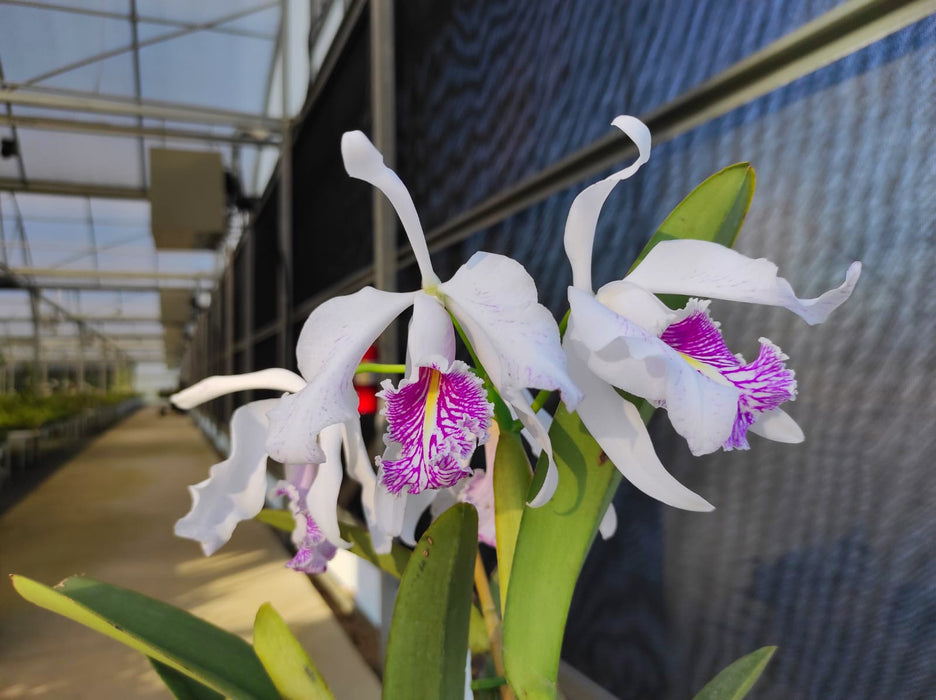 Cattleya maxima f. semialba striata