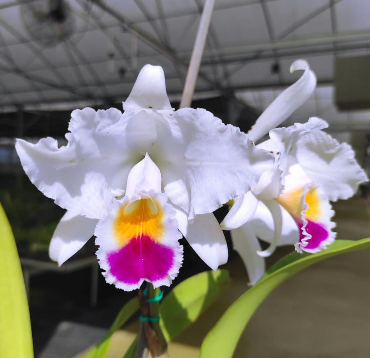 Cattleya quadricolor Ecua 0570