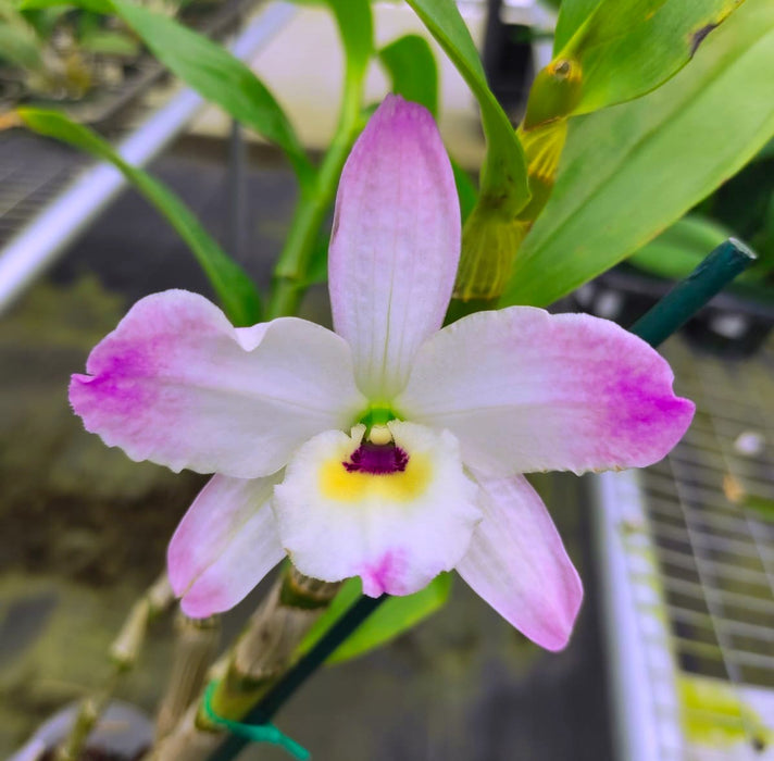 Dendrobium (Sachi x crystallinum) x nobile