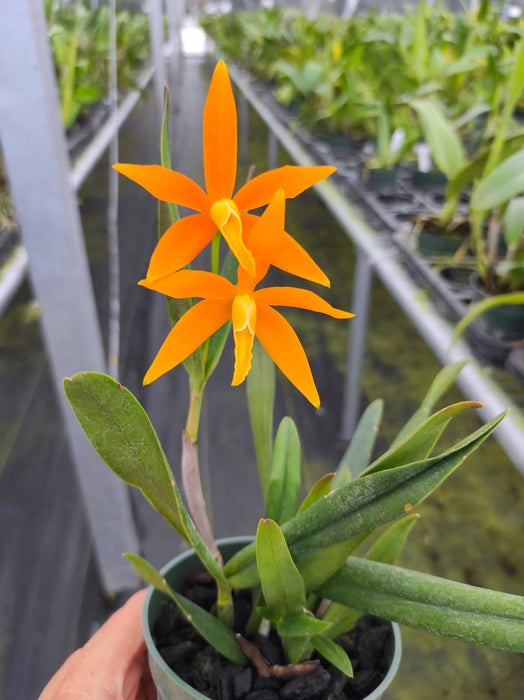Cattleya Orange Delight