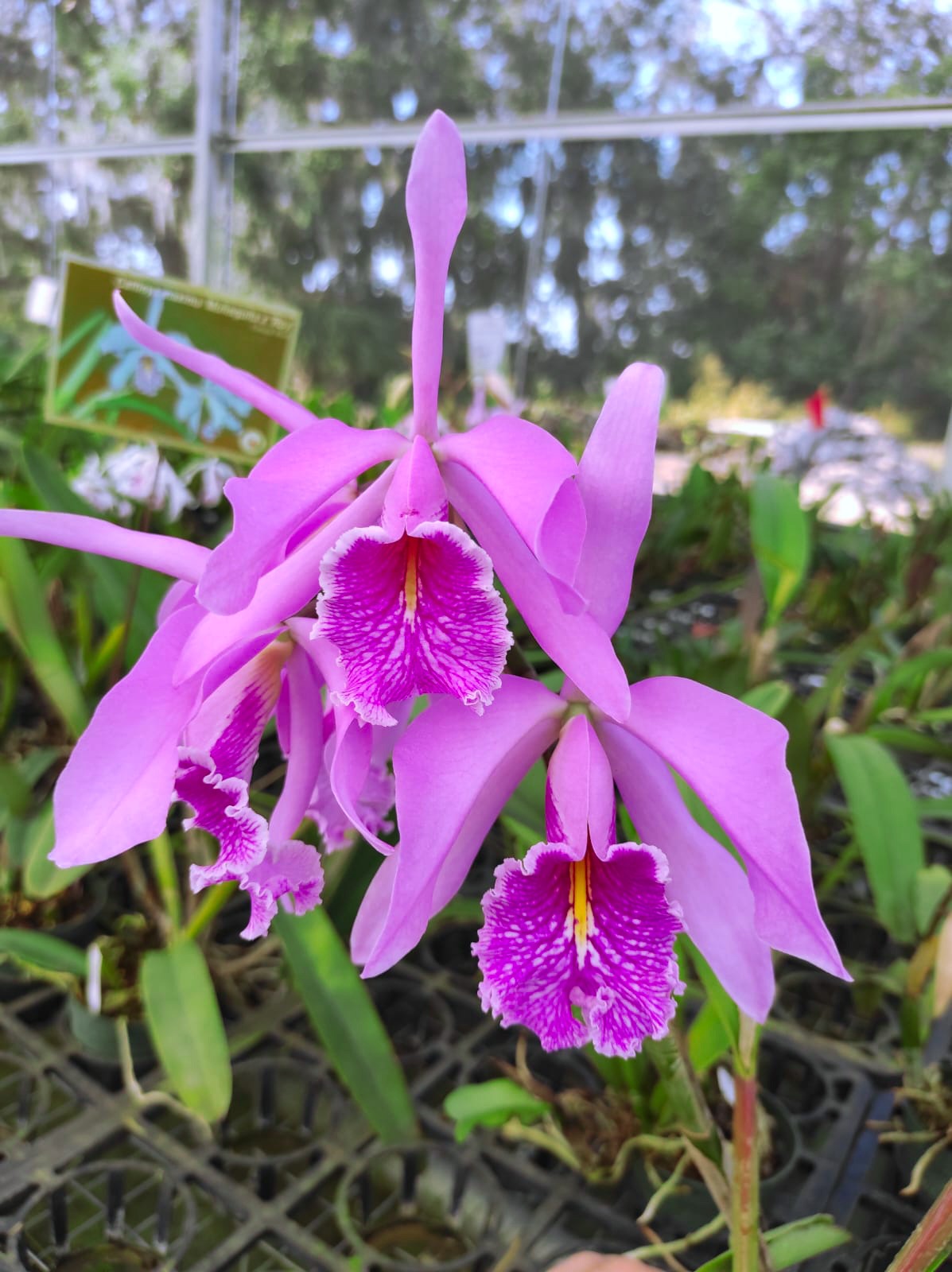 Cattleya maxima Ecua 0204 x Ecua 0201 — Ecuagenera USA Corp