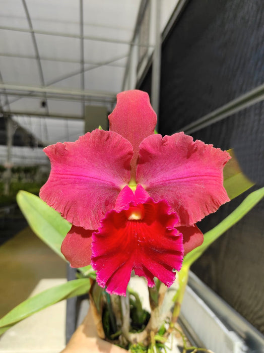 (Brassolaeliocattleya Toshie Aoki x Rlc. Waianae King 'Hawai') x Blc. Purple The Best