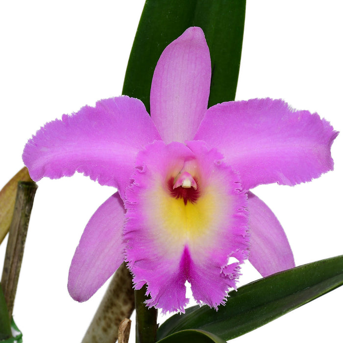 Rhyncholaeliocattleya Memoria Pipa Garcia Reinos