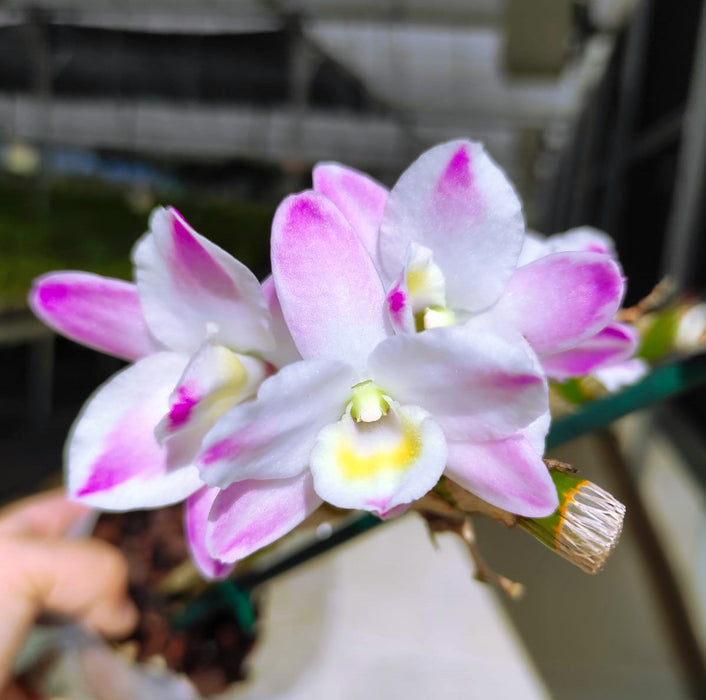 Dendrobium Luna Bella