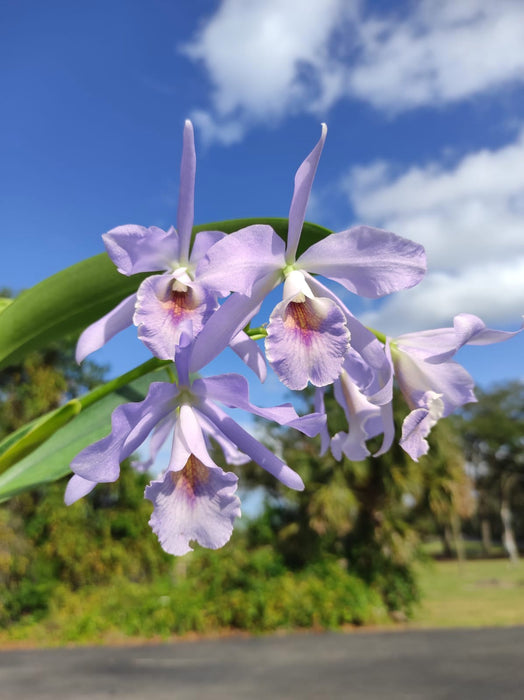 Cattlianthe Chloris coerulea