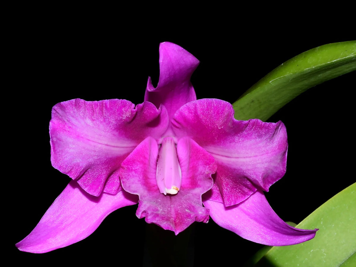 Miniature flower orchid doll house mini sale plant cattleya laelia wood slat basket tropical 1 inch 12 scale conservatory greenhouse purple OOAK