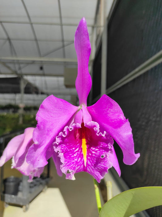 Cattleya maxima 'Churonita' x 'La Esperada' cod 3289