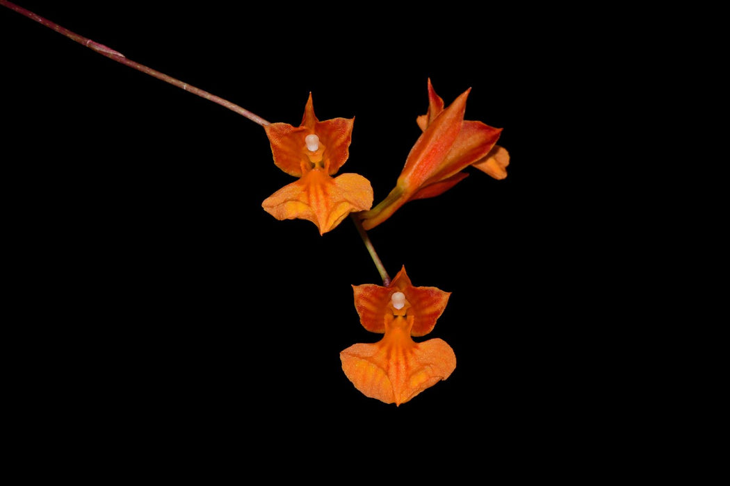 Comparettia Jose Vicente Maldonado