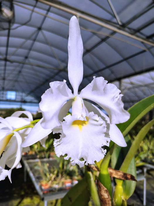 Cattleya Adrienne de Wavrin f. alba