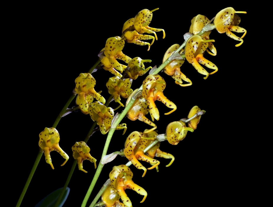 Masdevallia pachyura f. pardinella