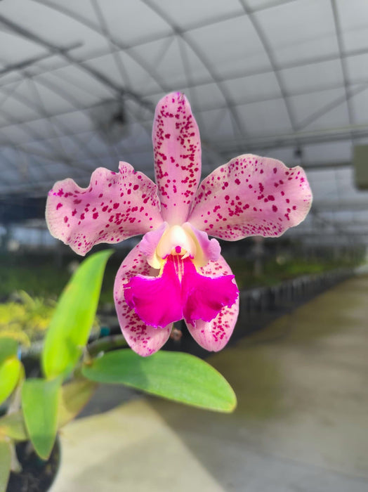 Rhyncholaeliocattleya Odom's Amethyst Leopard
