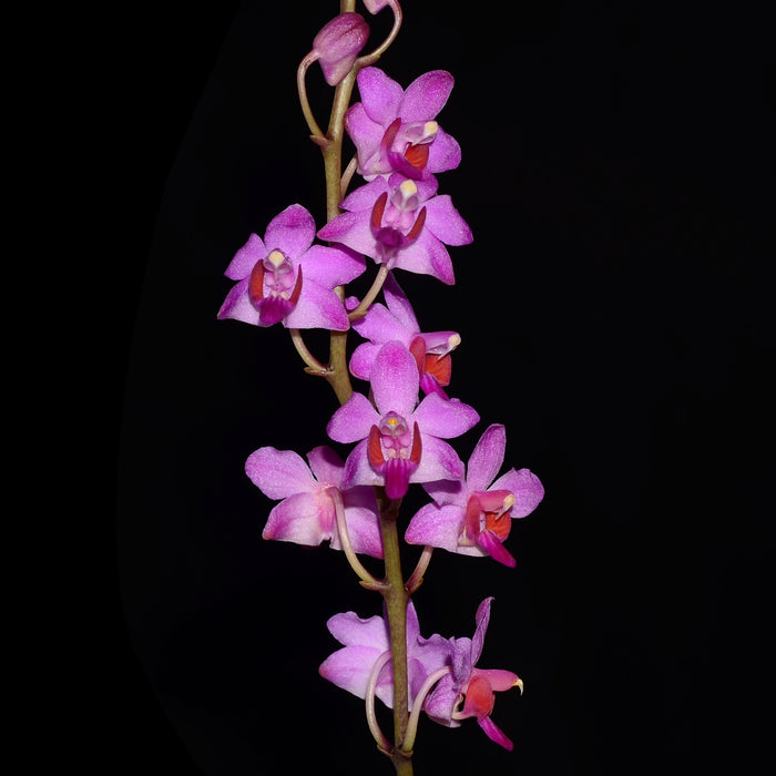 Phalaenopsis pulcherrima var. regnieriana