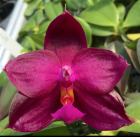 Phalaenopsis Joy Viol Coral