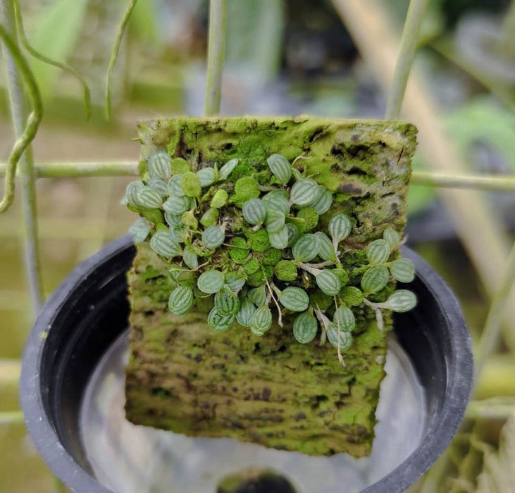 Pleurothallis dressleri