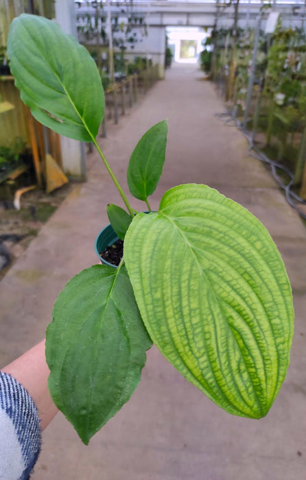 Tacca chanterii Black Bat