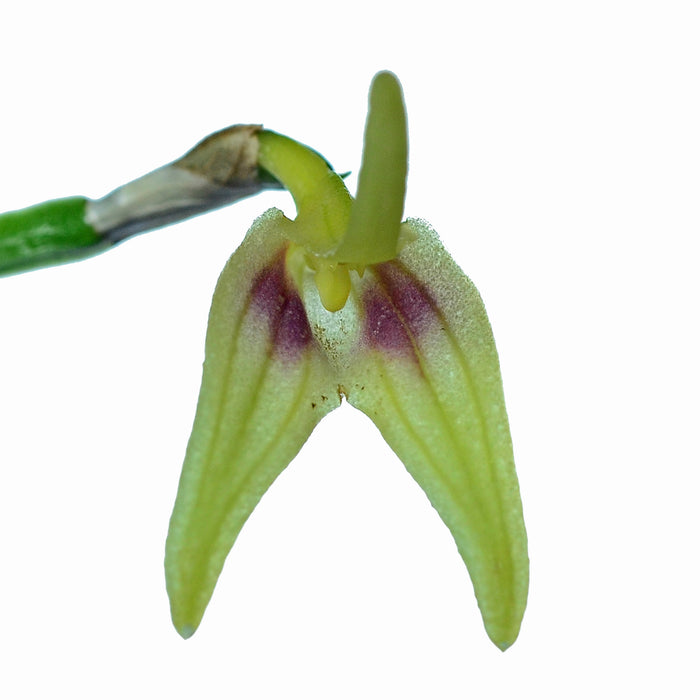 Masdevallia virens