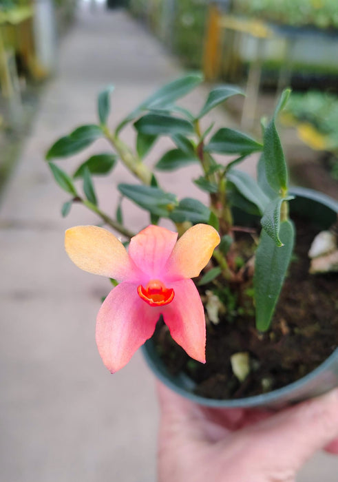 Dendrobium Mtn's Butterfly Kisses