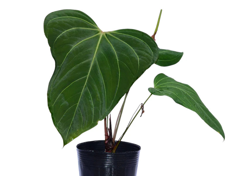 Anthurium Dragon Soul