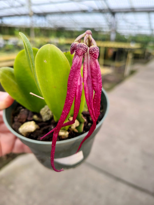 Bulbophyllum habrotinum