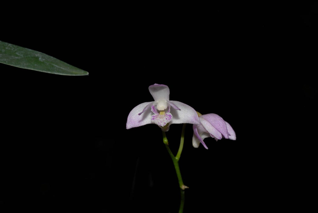 Dendrobium kingianum