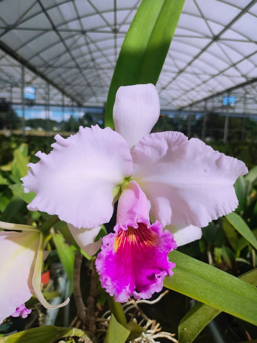 Cattleya Chusy Recinos