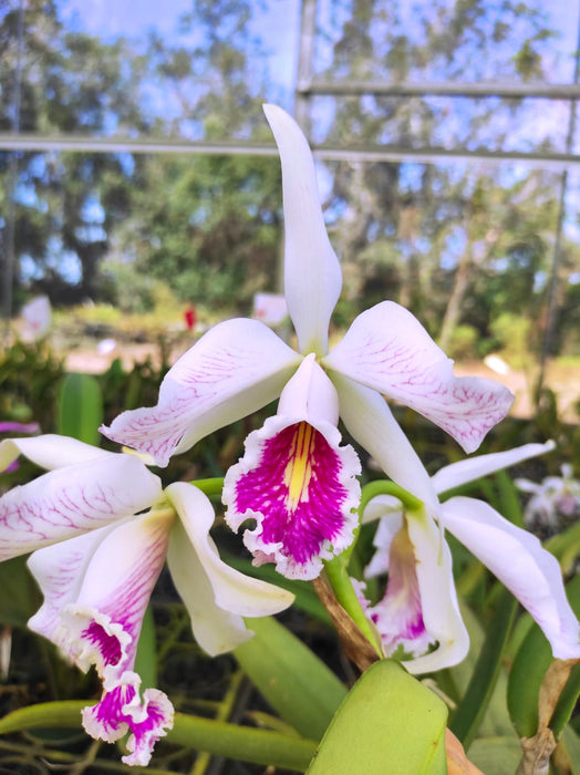 Cattleya maxima semialba 'La Pedrena' #1 003182 x self