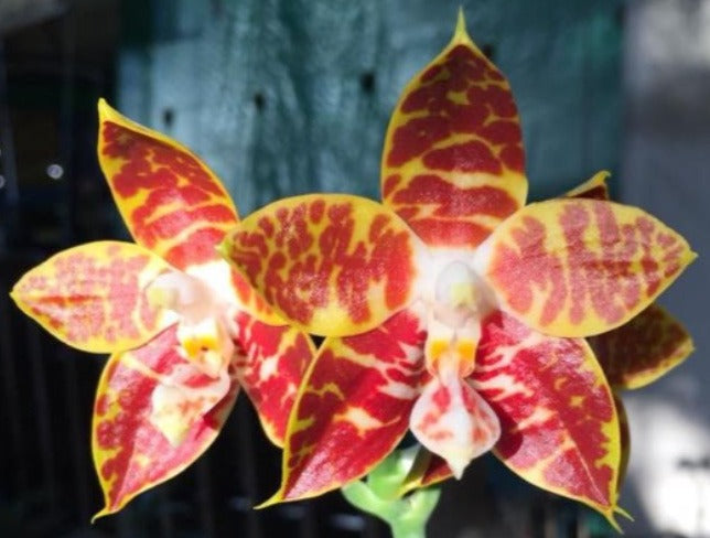 Phalaenopsis amboinensis
