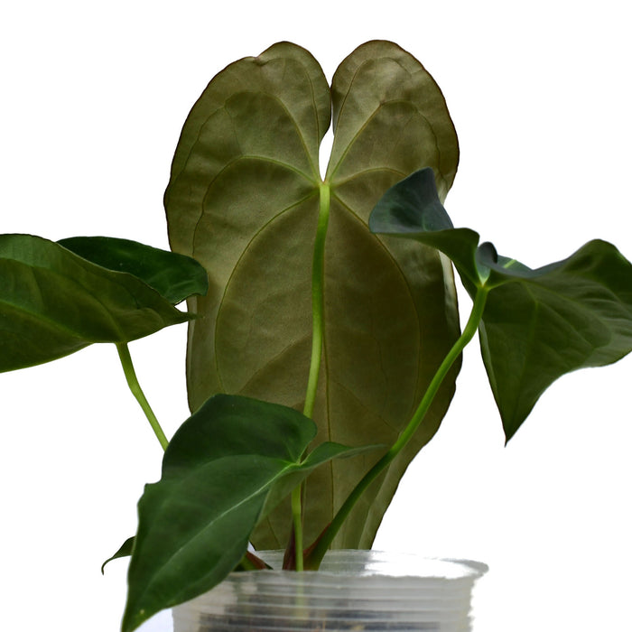 Anthurium Emerald Throne (S)