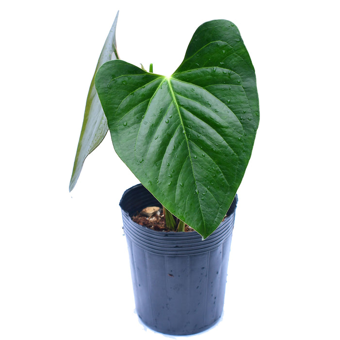 Anthurium cerrocampanense