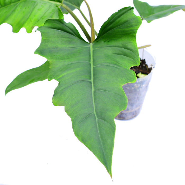 Philodendron pinnatilobum aff x Philodendron tortum