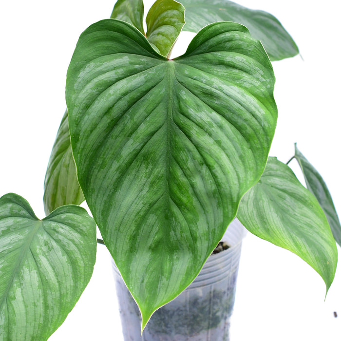 Philodendron mamei x Philodendron lynami