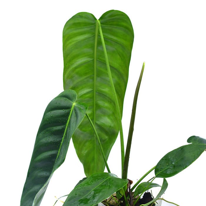 Philodendron patriciae x Philodendron esmeraldense narrow