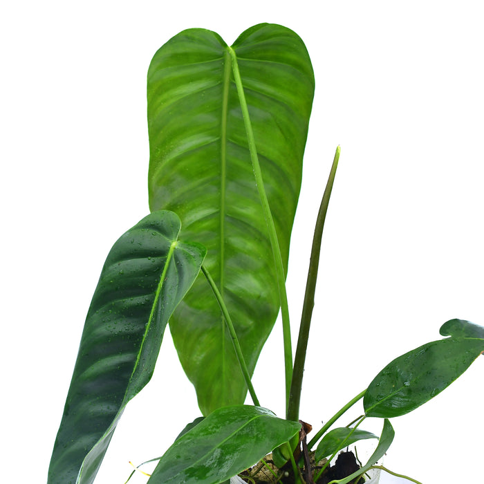 Philodendron patriciae x Philodendron esmeraldense narrow