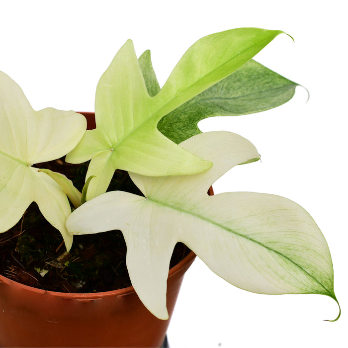 philodendron florida ghost plant for sale Philodendron Florida Ghost