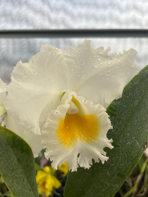 Rhyncholaeliocattleya Andacocha — Ecuagenera USA Corp