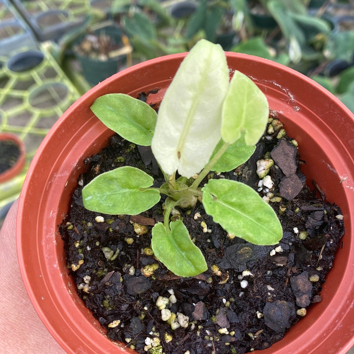 Alocasia lauterbachiana aurea variegated - seedling