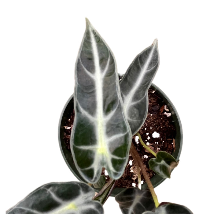 Alocasia Bambino - seedling