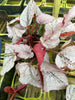 Begonia rex