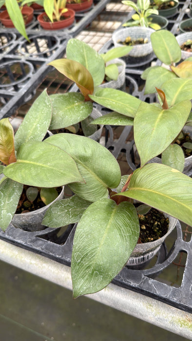 philodendron black cardinal scientific name Philodendron Black Cardinal (S) — Ecuagenera USA Corp