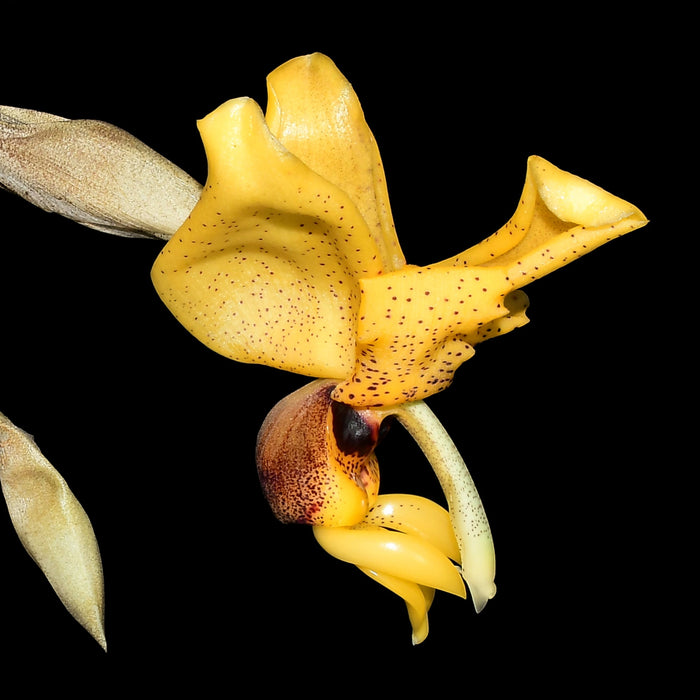 Stanhopea connata