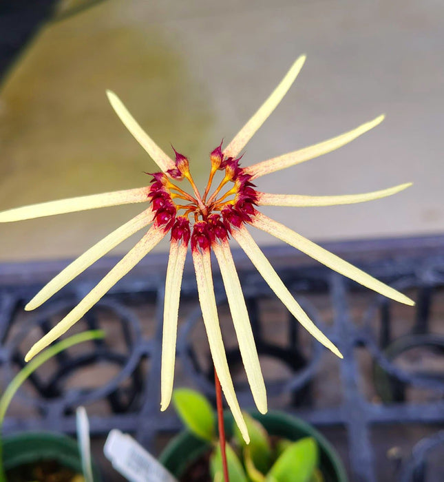 Bulbophyllum makoyanum