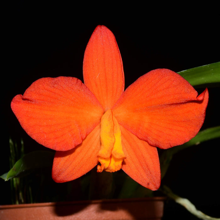 Sophronitis coccinea xanthoglossa