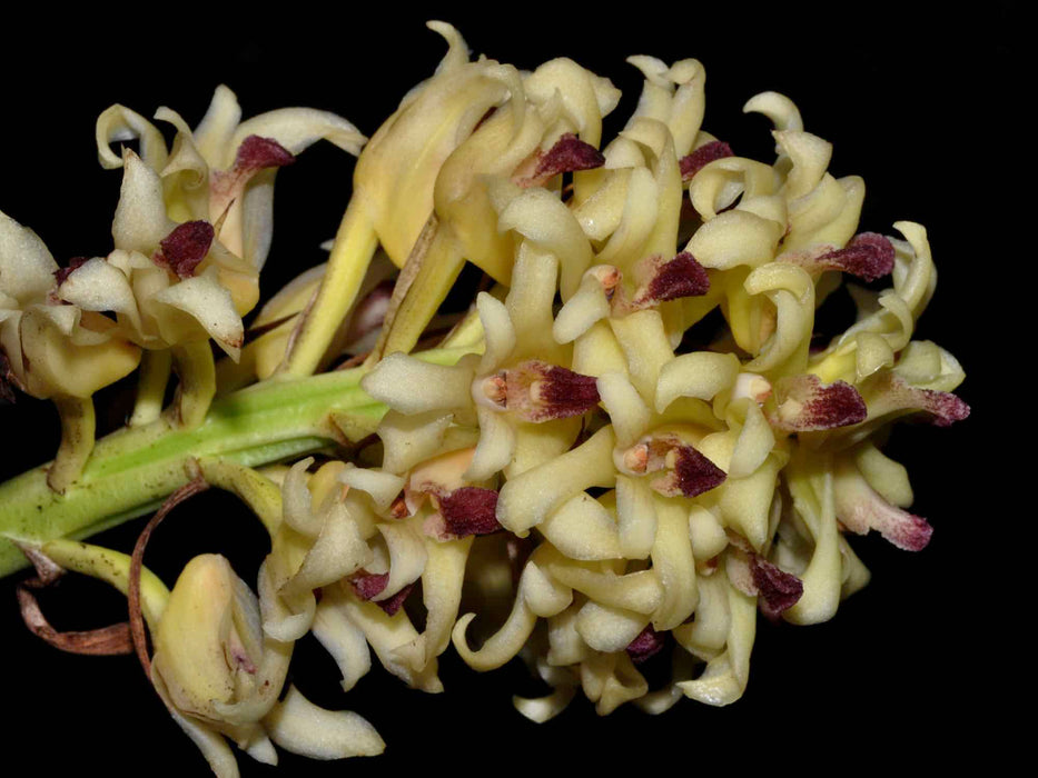 Xylobium leontoglossum