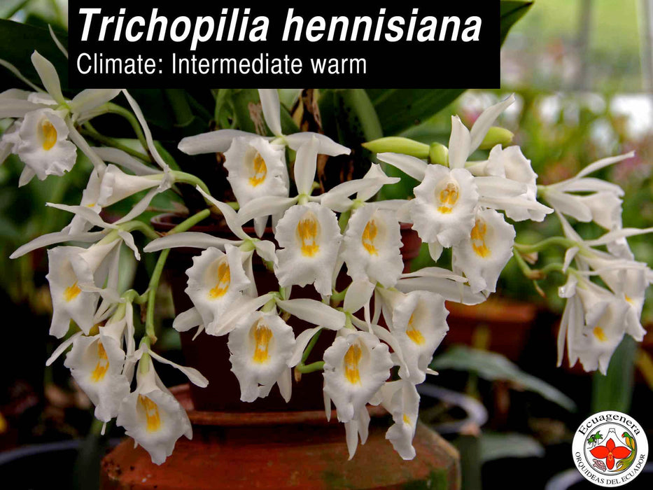 Trichopilia hennisiana