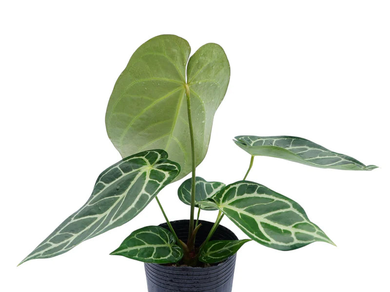 Anthurium Crystal Silver Blush