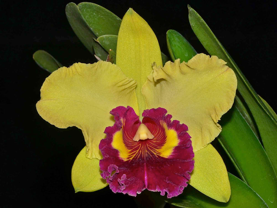 Rhyncholaeliocattleya Williette Wong 'The Best'